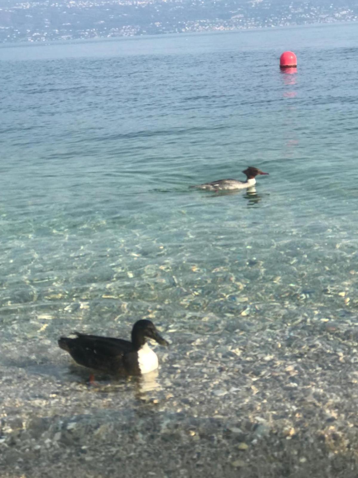 Corte Cardo Manerba del Garda Eksteriør billede
